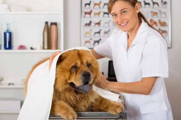 come diventare un terapista per cani